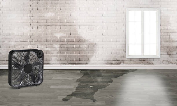 Best Local water damage restoration  in Churchill, PA