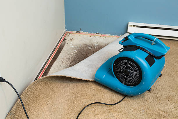 Best Flood damage cleanup  in Churchill, PA